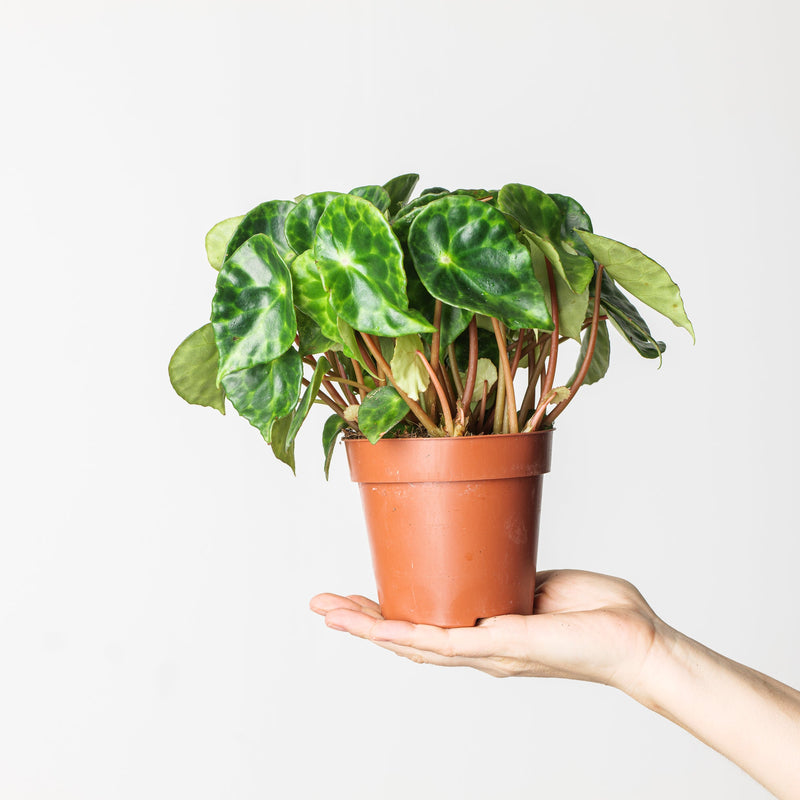 Begonia kingiana — 12cm