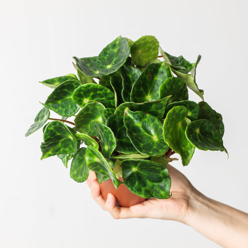 Begonia kingiana Plants GrowTropicals