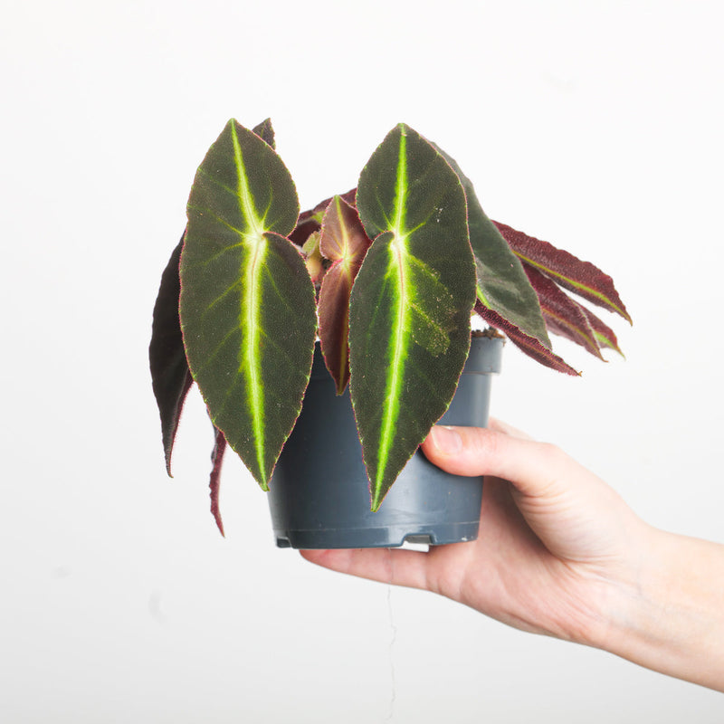 Begonia Listada 12cm Plants GrowTropicals