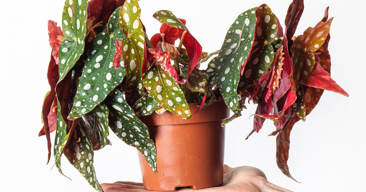 polka dot begonia moss pole Begonia maculata 'Polka Dot' | Plants