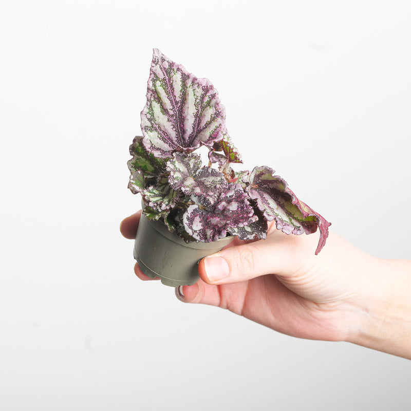 Begonia 'Maple Leaf' — 6cm