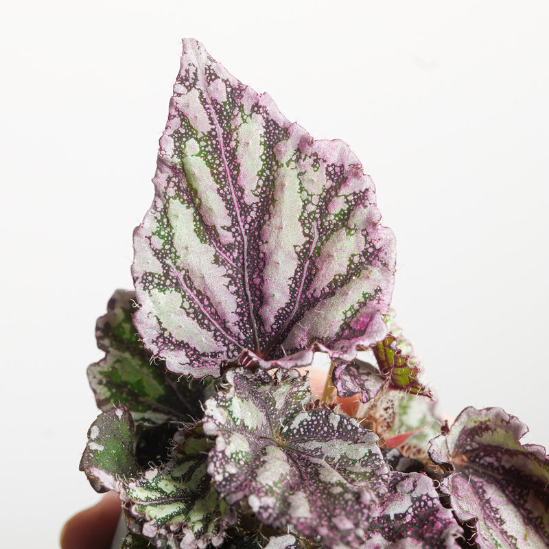 Begonia 'Maple Leaf' Plants GrowTropicals