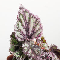 Begonia 'Maple Leaf'