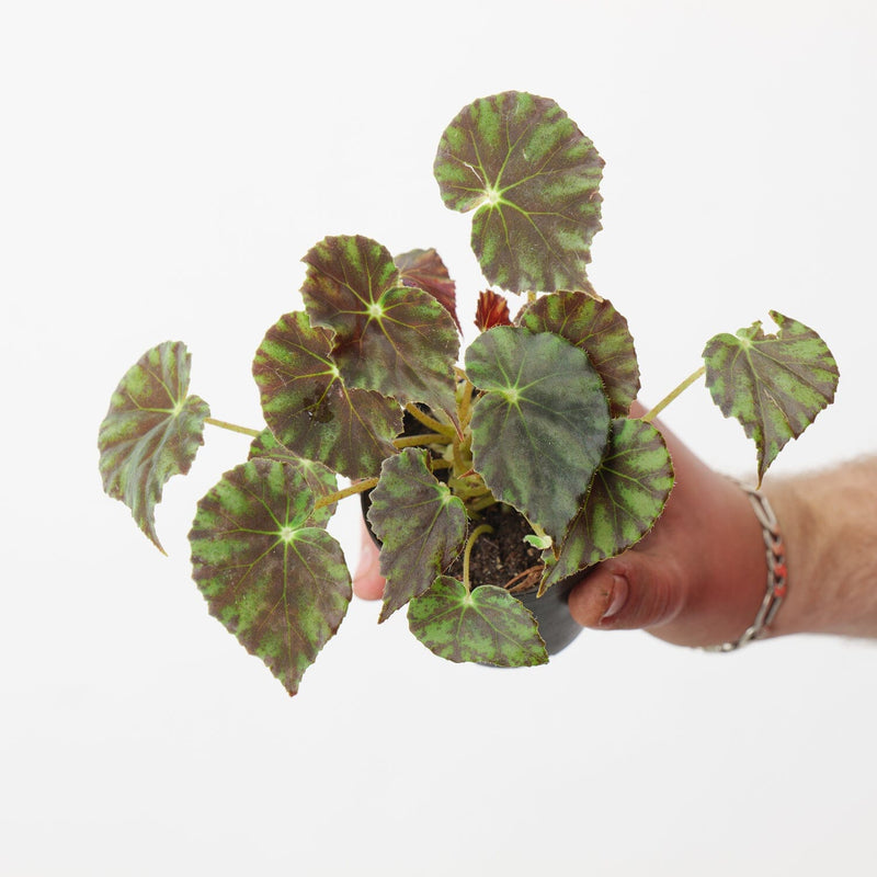 Begonia mazae f. nigricans Plants GrowTropicals