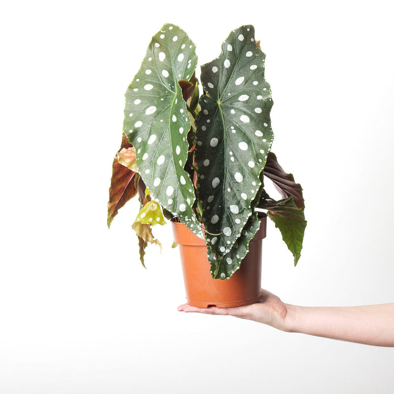 Begonia 'Megadot' Plants GrowTropicals