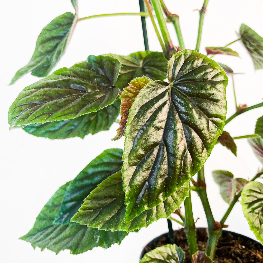 Begonia 'My Oldemor' - GROW TROPICALS
