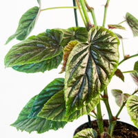 Begonia 'My Oldemor'