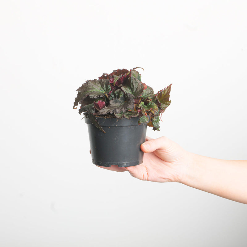 Begonia 'Royal Velour' — 12cm