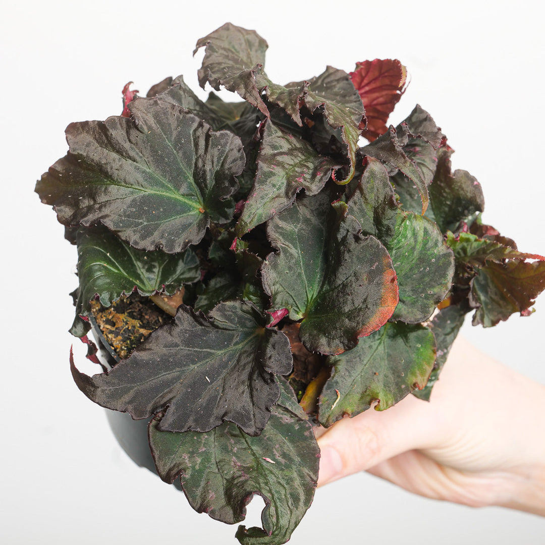 Begonia 'Royal Velour' Plants GrowTropicals