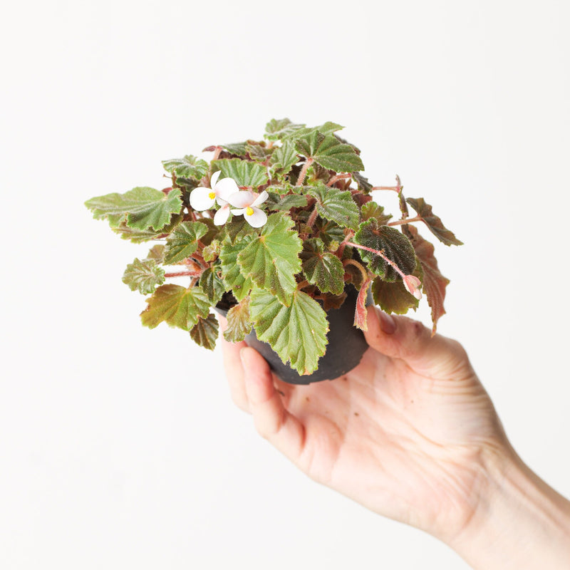 Begonia schmidtiana Plants GrowTropicals