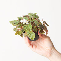 Begonia schmidtiana