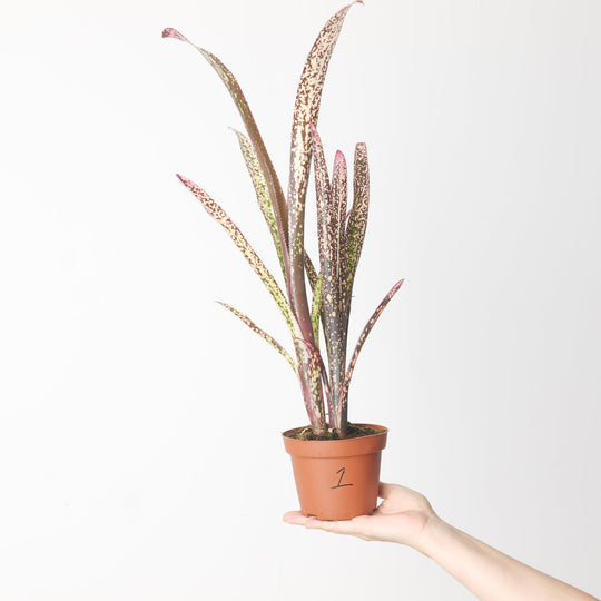 Billbergia sp. 12cm 1 Plants GrowTropicals