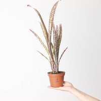 Billbergia sp.