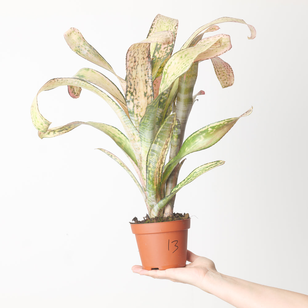 BCR Bromeliad Cultivar Register>