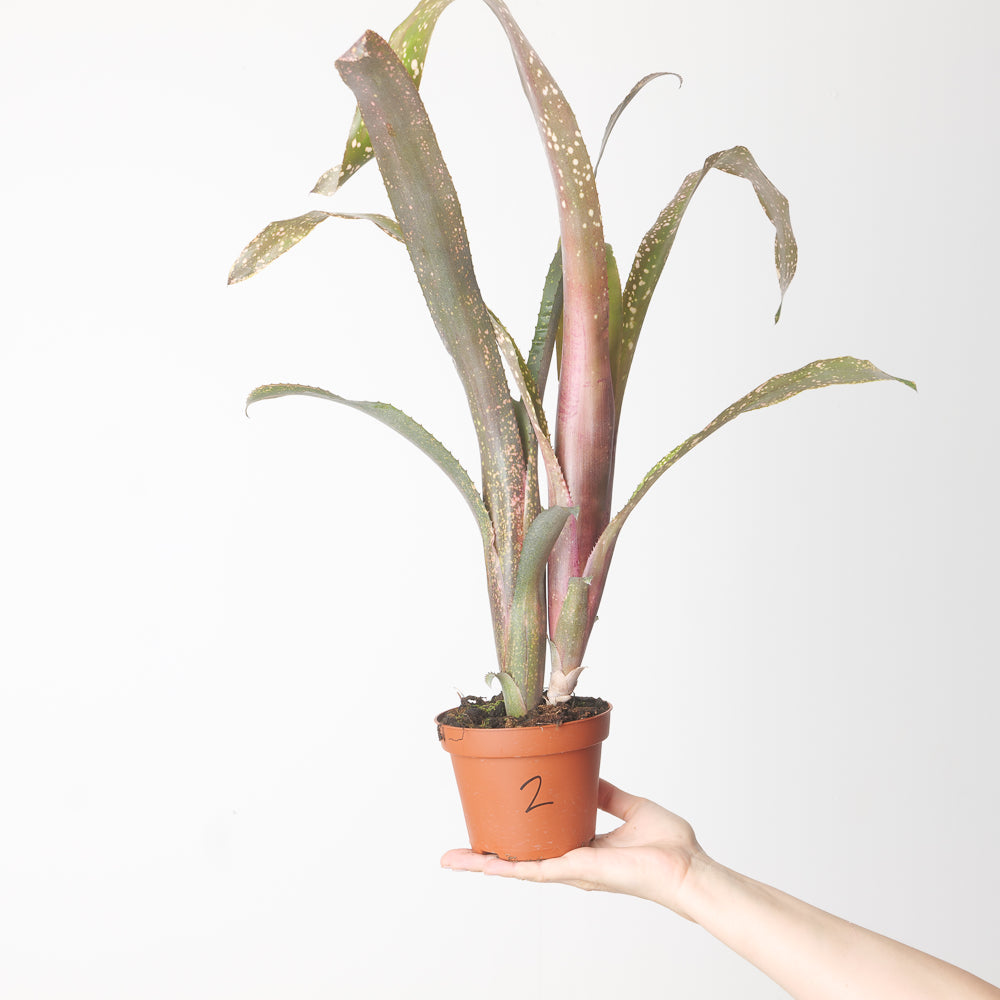 BCR Bromeliad Cultivar Register>