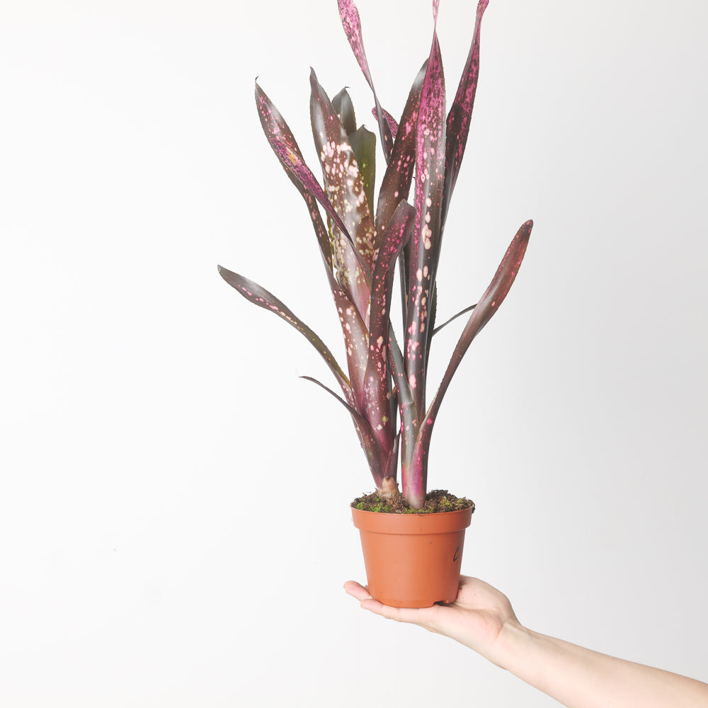 Billbergia sp. | Plants | GrowTropicals.com