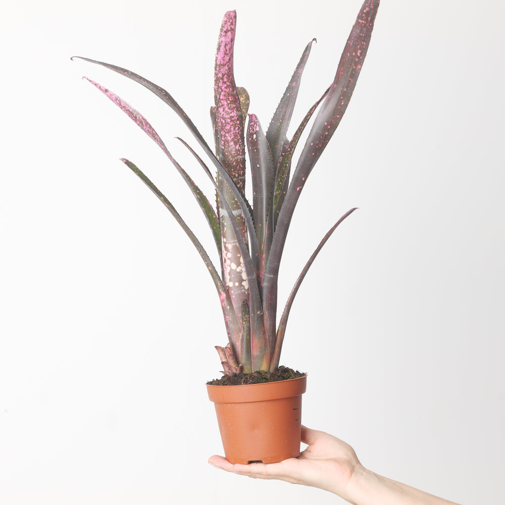 BCR Bromeliad Cultivar Register>