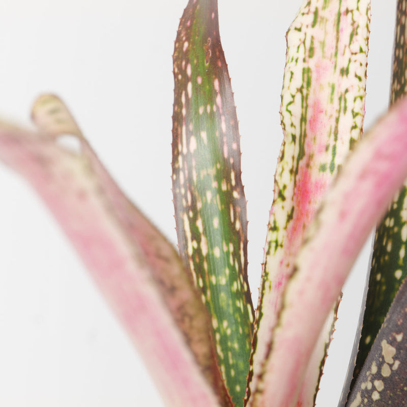 Billbergia sp. Plants GrowTropicals