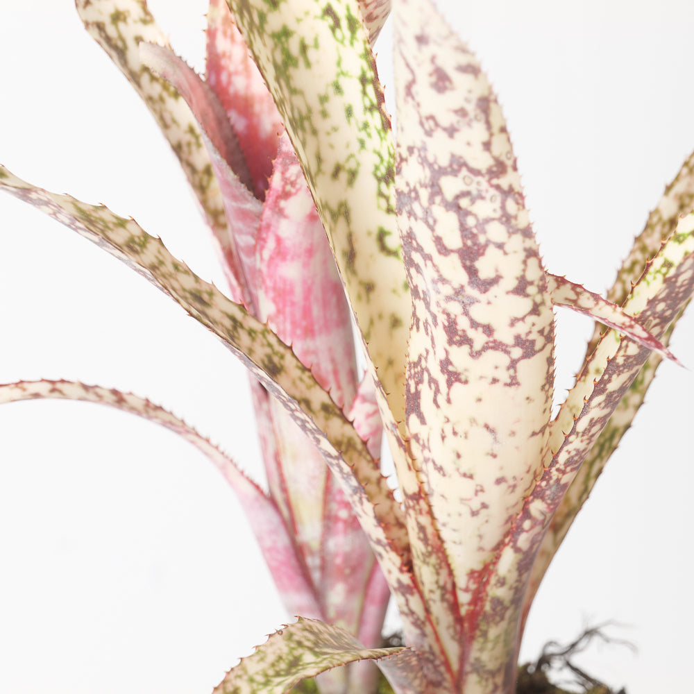 Billbergia sp. | Plants | GrowTropicals.com