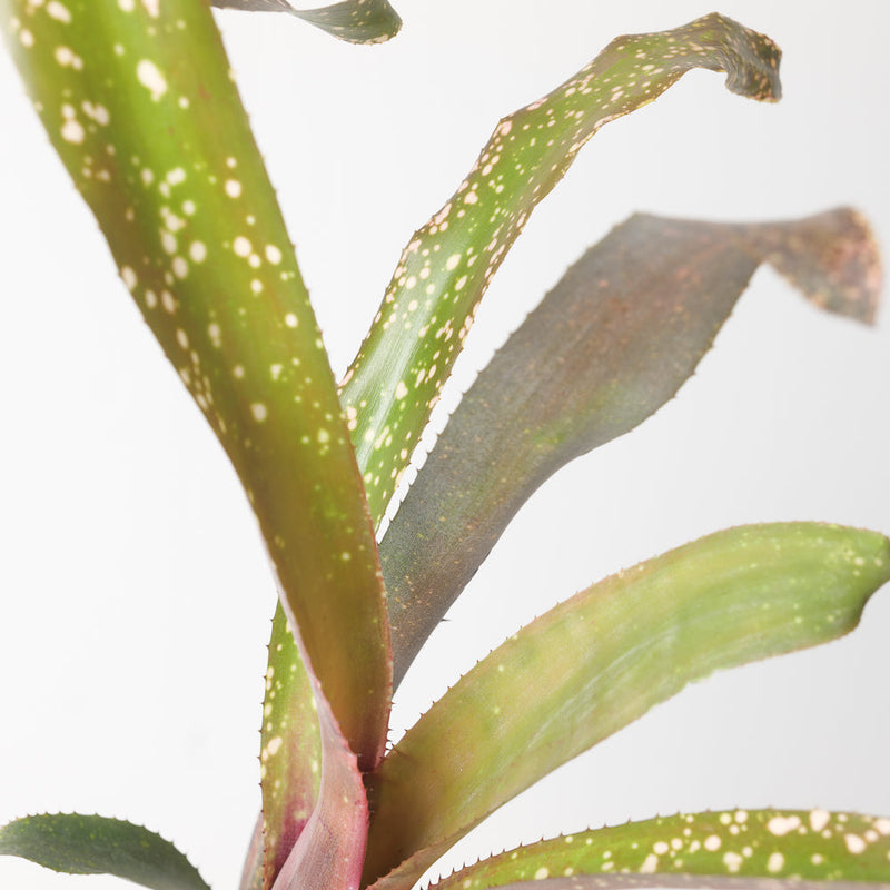 Billbergia sp. Plants GrowTropicals