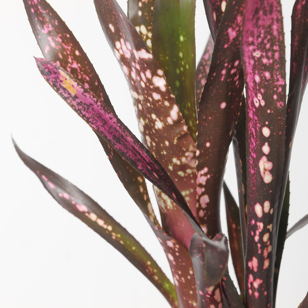 BCR Bromeliad Cultivar Register>