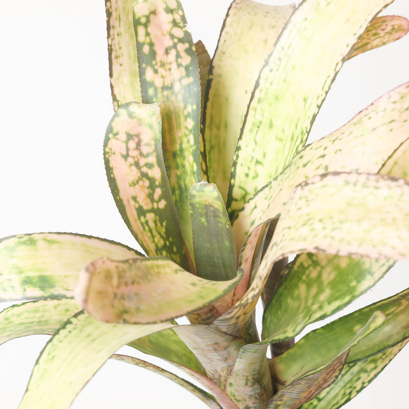 Billbergia sp. - GROW TROPICALS
