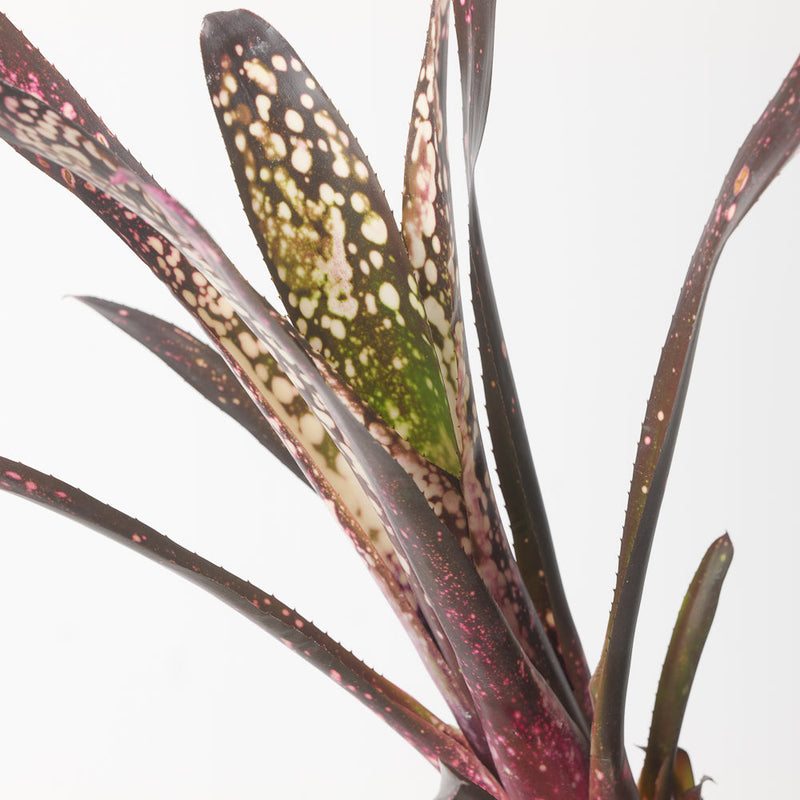 Billbergia sp. Plants GrowTropicals