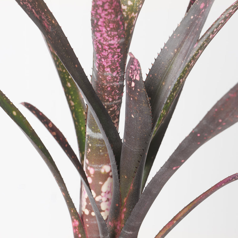 Billbergia sp. Plants GrowTropicals