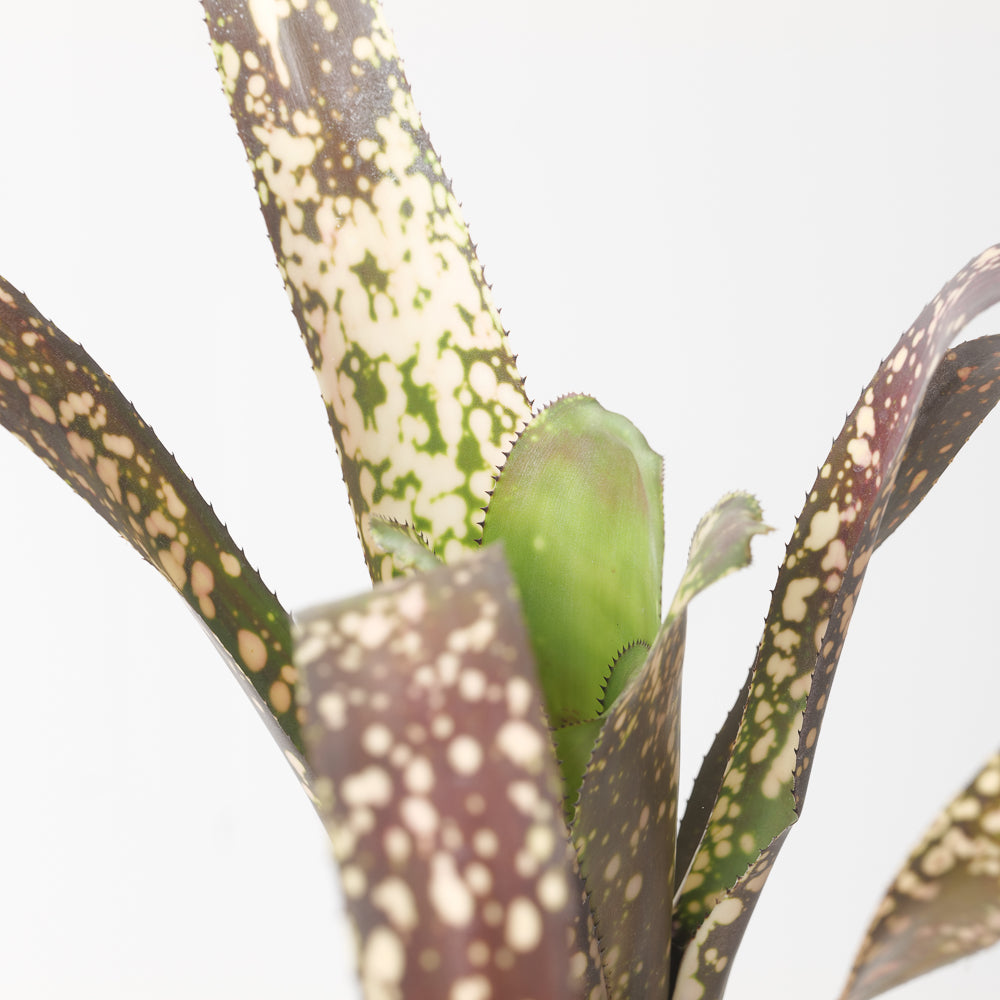 ブロメリア billbergia toneprai big spine