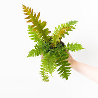 Blechnum brasiliense 'Volcano'