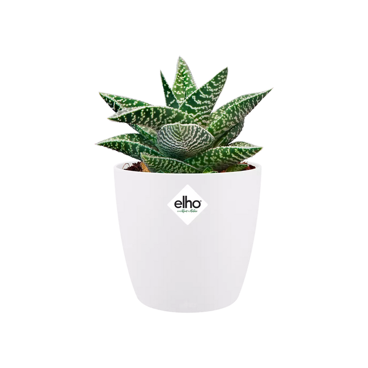 Elho Brussels Mini Round Pot - GROW TROPICALS