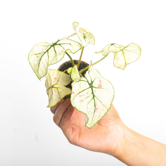 Caladium 'Kelly' Plants GrowTropicals