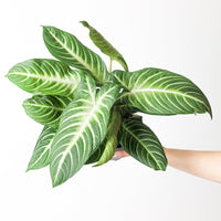 Caladium Lindenii syn. Phyllotaenium lindenii