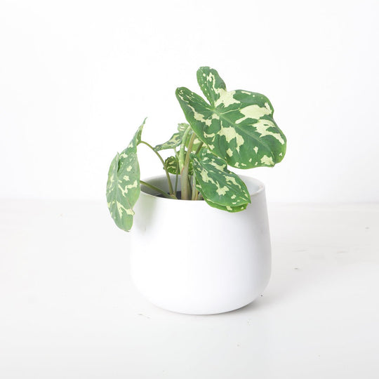 Caladium Praetermissum | Alocasia Hilo Beauty 13cm Plants GrowTropicals