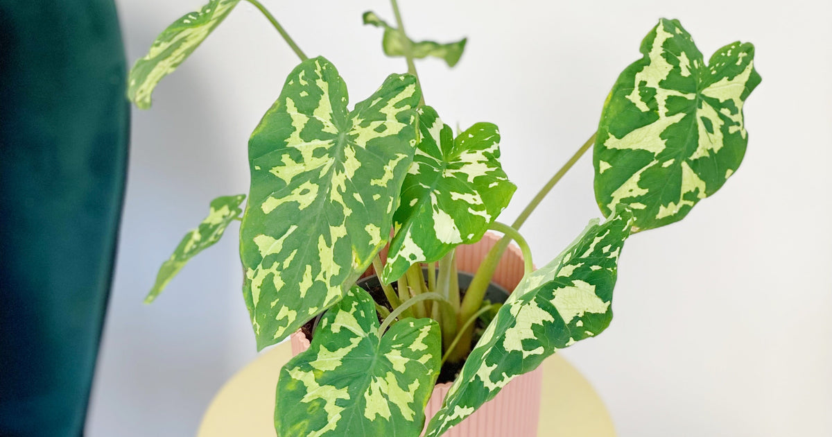 house plant that looks like caladium Caladium Praetermissum | Alocasia Hilo Beauty | Plants