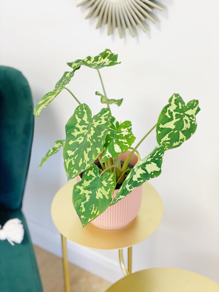 Caladium Praetermissum Hilo Beauty (Alocasia Hilo) | 13cm Pot | House Plant - House of Kojo