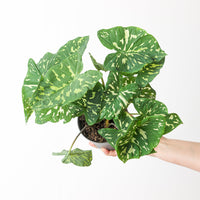 Caladium praetermissum 'Hilo Beauty'