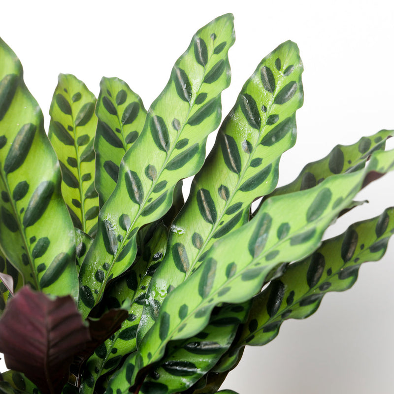 Calathea lancifolia 'Insignis' Plants GrowTropicals