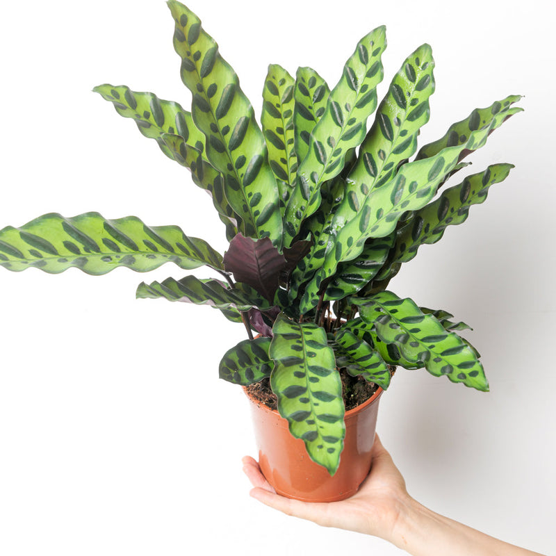 Calathea lancifolia 'Insignis' 14cm Plants GrowTropicals