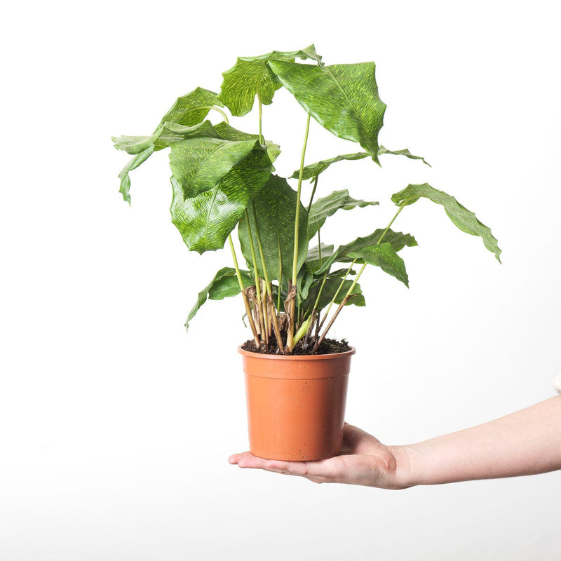 Calathea musaica 'Network' Plants GrowTropicals