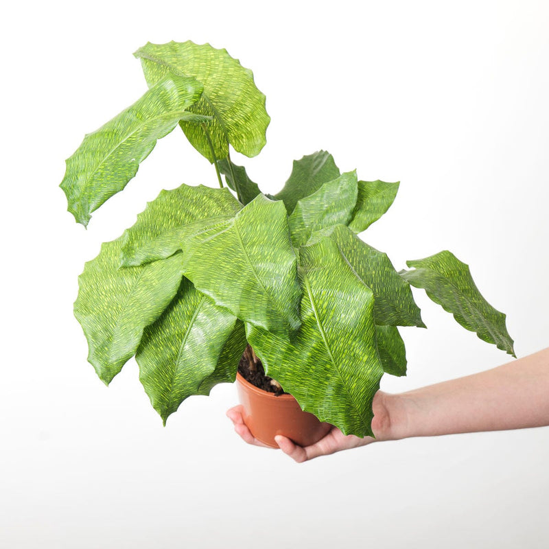 Calathea musaica 'Network' Plants GrowTropicals