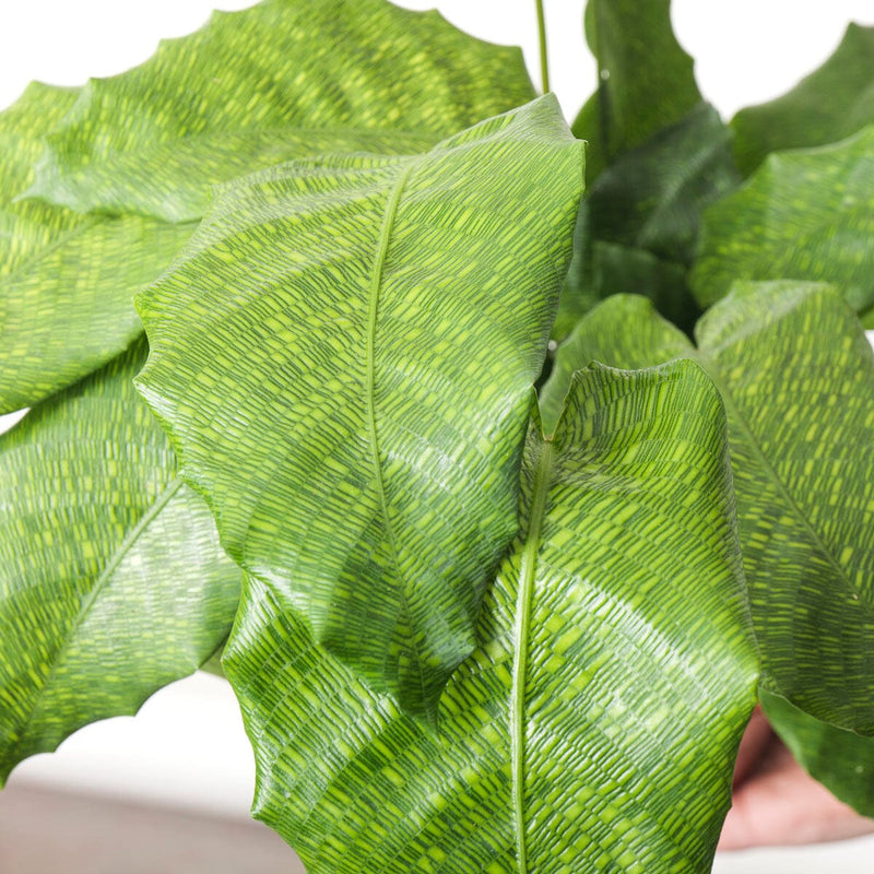 Calathea musaica 'Network' — 14cm
