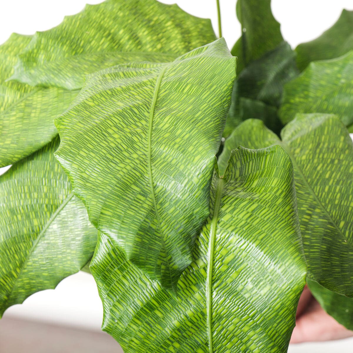 network prayer plant Calathea musaica 'Network' | Plants