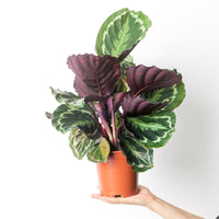 Calathea roseopicta 'Medallion'