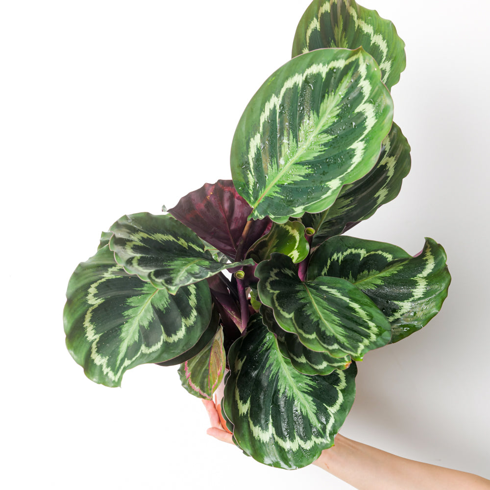Calathea roseopicta 'Medallion' | Plants