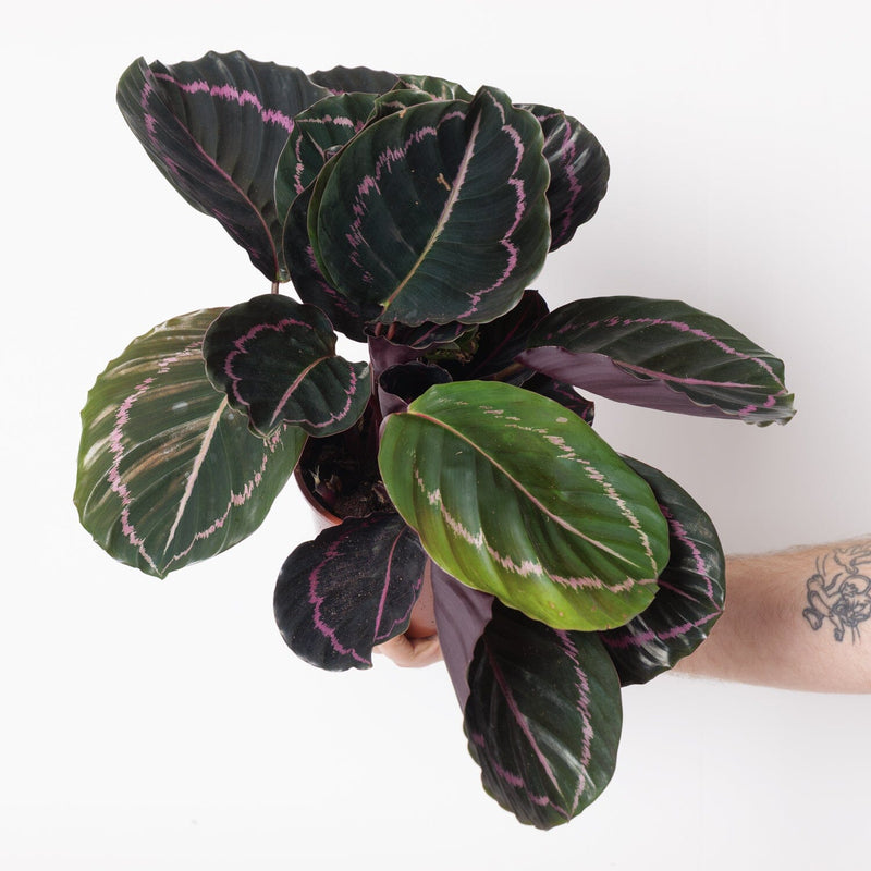 Calathea Roseoptica Dottie 14cm Plants GrowTropicals