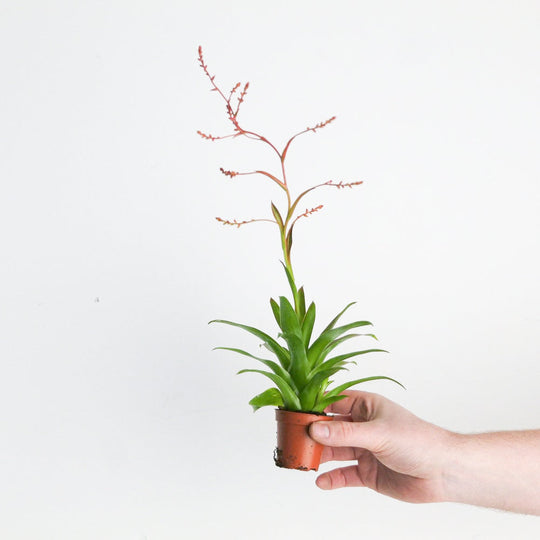 Catopsis morreniana 'Red' Plants GrowTropicals