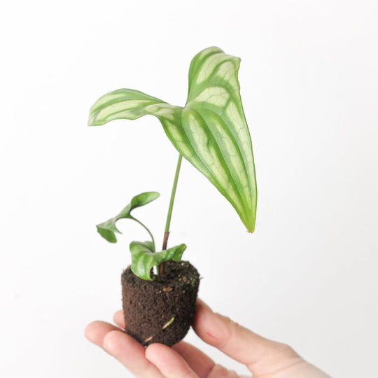 Cercestis Mirabilis Plug Plant Plants GrowTropicals