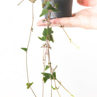 Ceropegia woodii 'Orange River'