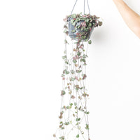 Ceropegia woodii